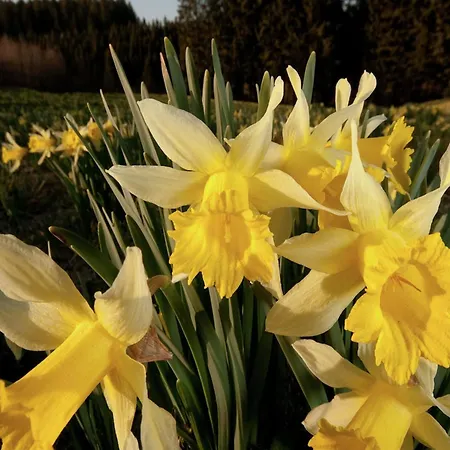 In With Sauna Feriehus Büllingen